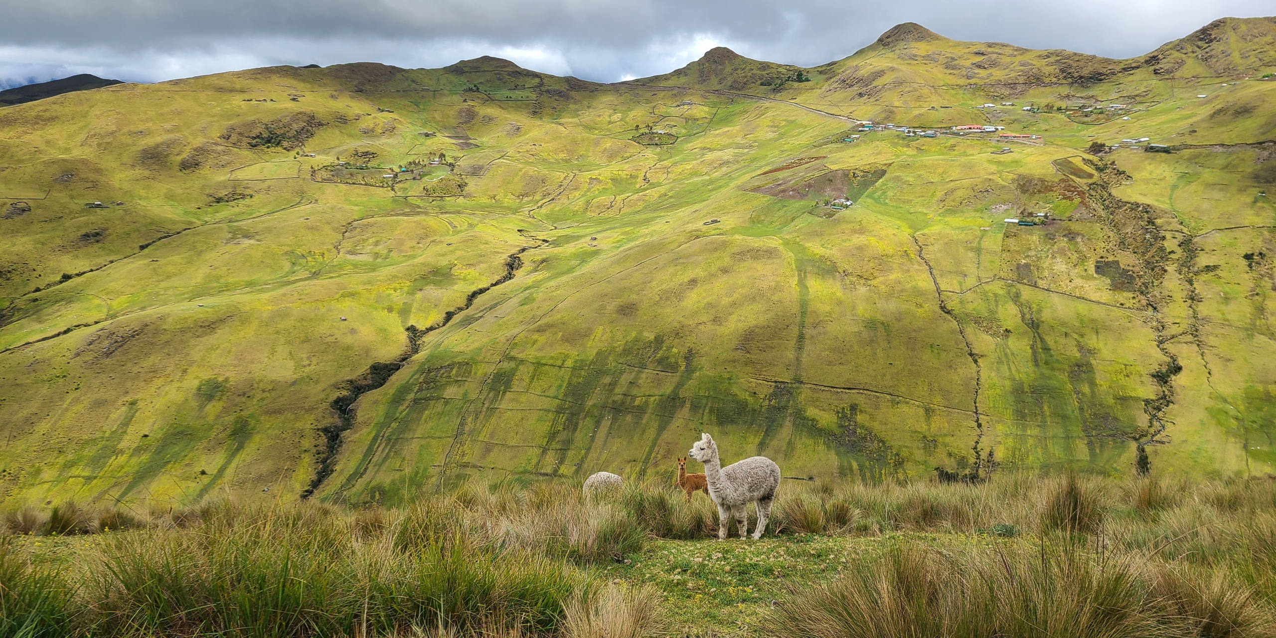 'Alpacas en las Chakras ' by Katie Foster
